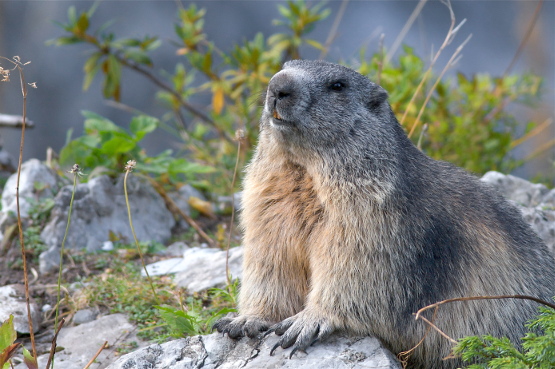 Marmot (Marmota marmota latirostris)